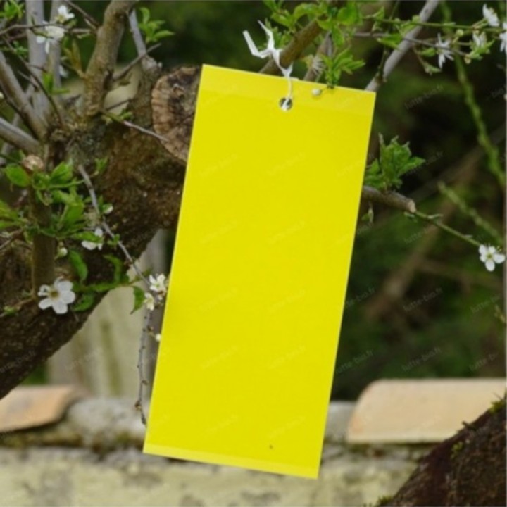Yellow Glue Traps x 10 - 1